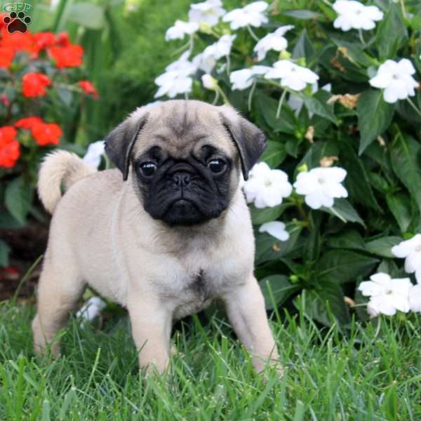 Duncan, Pug Puppy