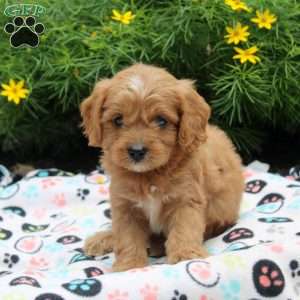Duncan, Cavapoo Puppy
