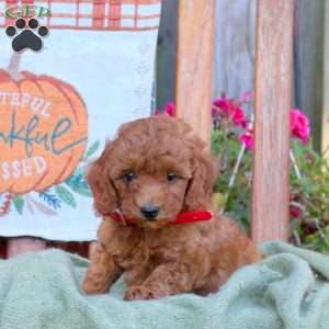 Duncan, Mini Goldendoodle Puppy