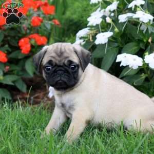 Duncan, Pug Puppy