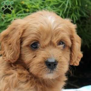 Duncan, Cavapoo Puppy