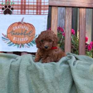 Duncan, Mini Goldendoodle Puppy