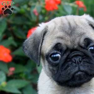 Duncan, Pug Puppy