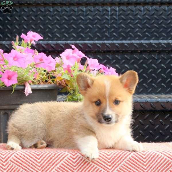 Duster, Pembroke Welsh Corgi Puppy