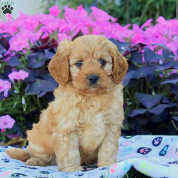 Dustin, Cavapoo Puppy