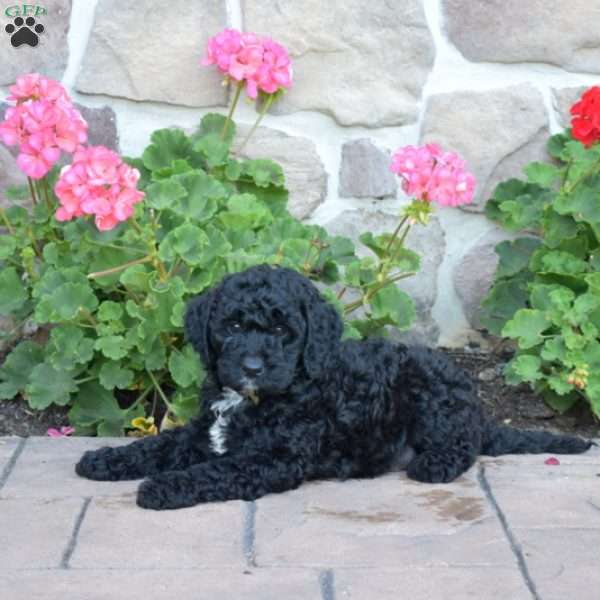 Dustin, Cavapoo Puppy