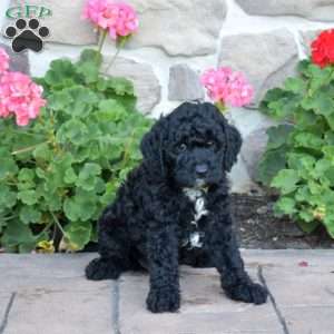 Dustin, Cavapoo Puppy