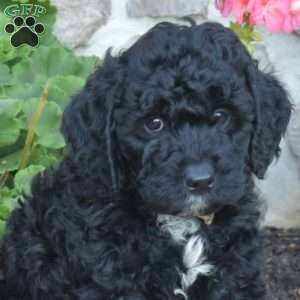 Dustin, Cavapoo Puppy
