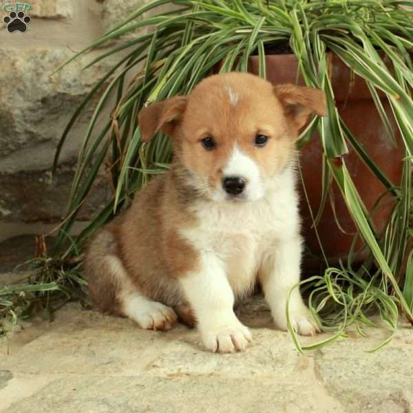 Dusty, Pembroke Welsh Corgi Puppy