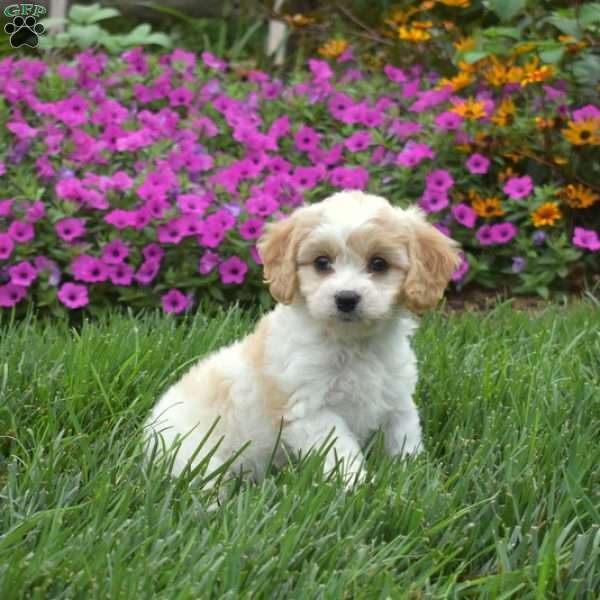 Dusty, Cavachon Puppy