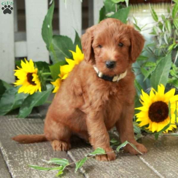 Dusty, Goldendoodle Puppy