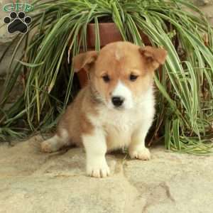 Dusty, Pembroke Welsh Corgi Puppy