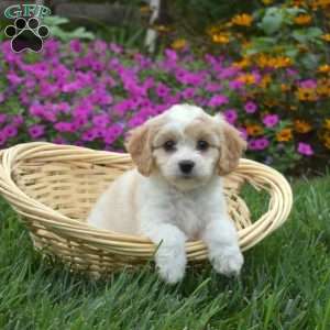 Dusty, Cavachon Puppy