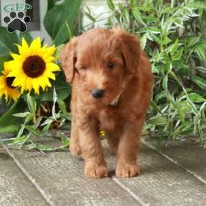 Dusty, Goldendoodle Puppy