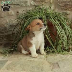 Dusty, Pembroke Welsh Corgi Puppy