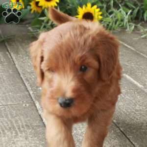 Dusty, Goldendoodle Puppy