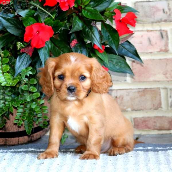 Dusty, Cavalier King Charles Spaniel Puppy