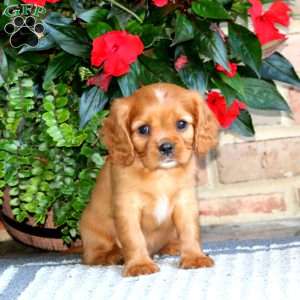 Dusty, Cavalier King Charles Spaniel Puppy