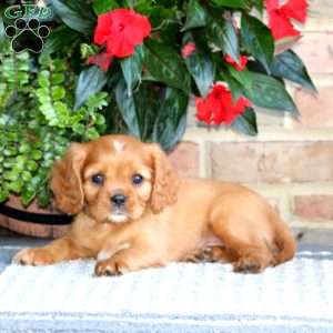 Dusty, Cavalier King Charles Spaniel Puppy