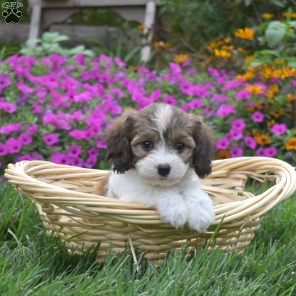 Dutchess, Cavachon Puppy