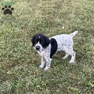 Bristol, German Shorthaired Pointer Puppy