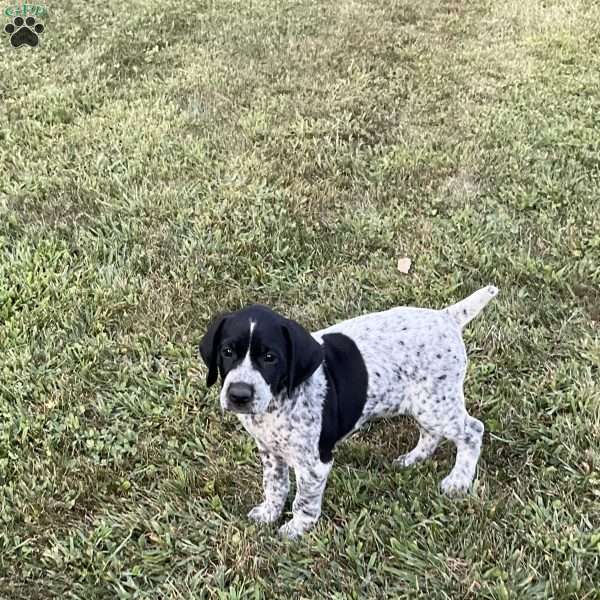 Bristol, German Shorthaired Pointer Puppy