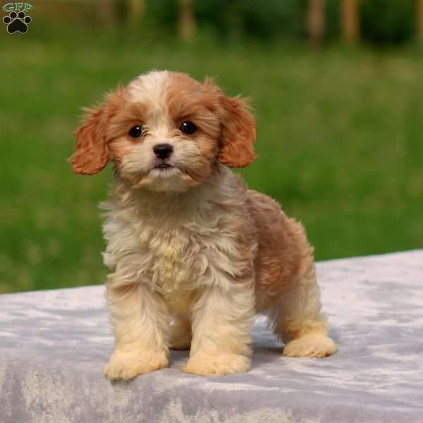 Andre, Cavachon Puppy