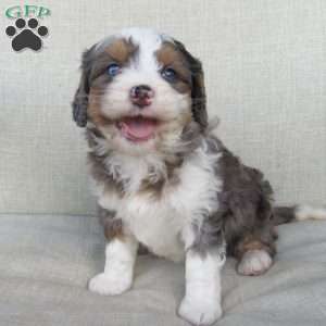 Jewel, Mini Bernedoodle Puppy