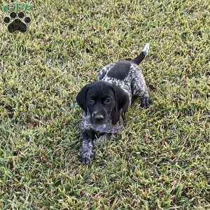 Brenna, German Shorthaired Pointer Puppy