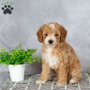 Angel, Miniature Poodle Puppy