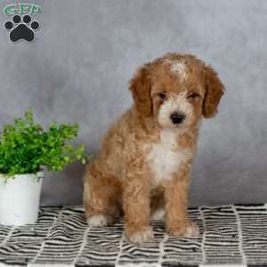 Angel, Miniature Poodle Puppy