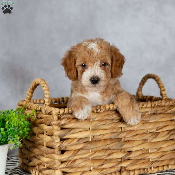 Angel, Miniature Poodle Puppy