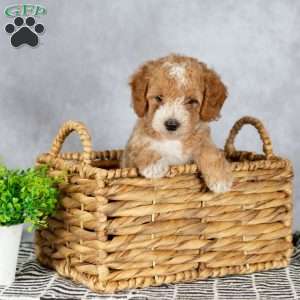 Angel, Miniature Poodle Puppy