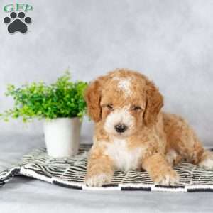 Angel, Miniature Poodle Puppy