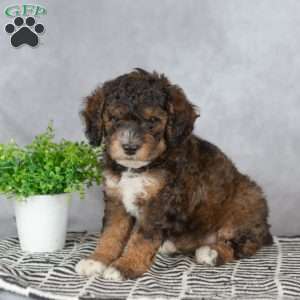 Austin, Miniature Poodle Puppy