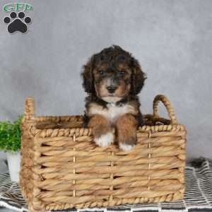 Austin, Miniature Poodle Puppy