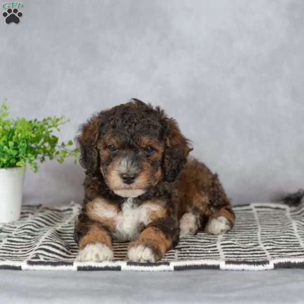 Austin, Miniature Poodle Puppy