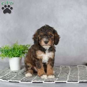 Austin, Miniature Poodle Puppy