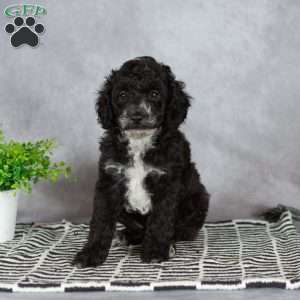 Adam, Miniature Poodle Puppy