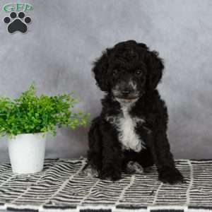 Adam, Miniature Poodle Puppy