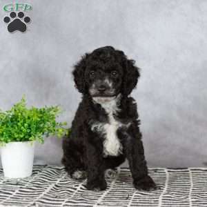 Adam, Miniature Poodle Puppy
