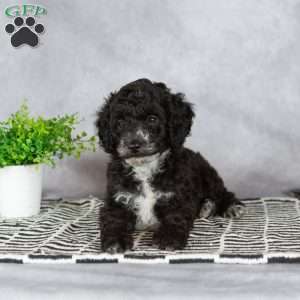 Adam, Miniature Poodle Puppy