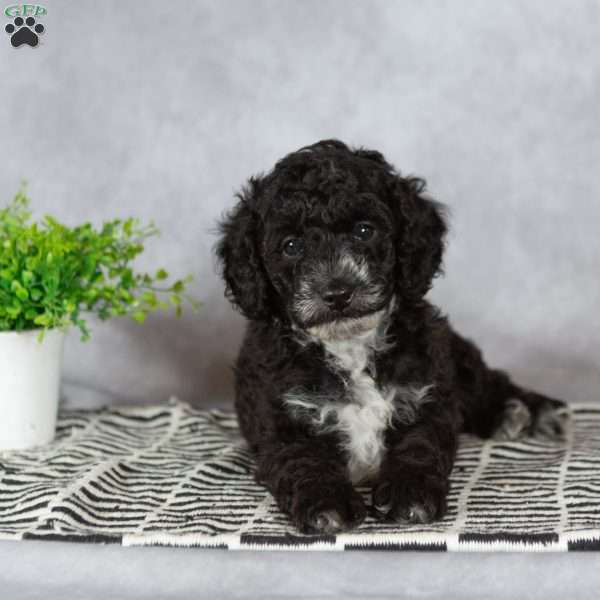 Adam, Miniature Poodle Puppy
