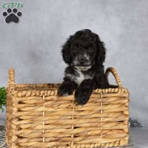 Adam, Miniature Poodle Puppy