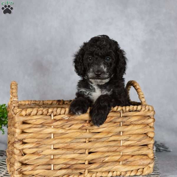 Adam, Miniature Poodle Puppy