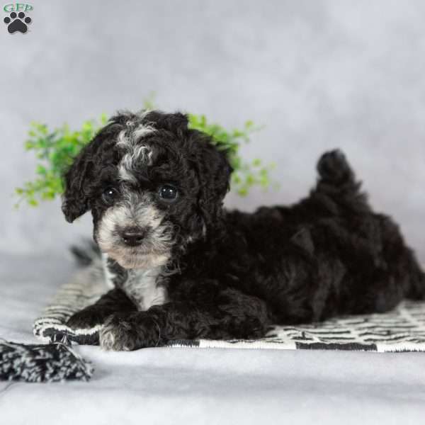 Abby, Miniature Poodle Puppy
