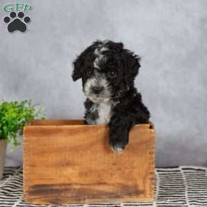 Abby, Miniature Poodle Puppy