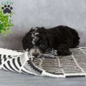 Abby, Miniature Poodle Puppy