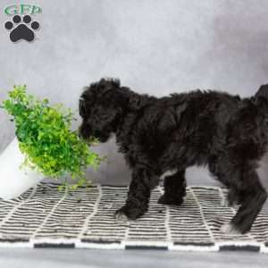 Abby, Miniature Poodle Puppy
