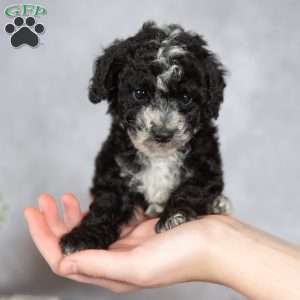 Abby, Miniature Poodle Puppy